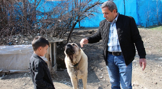 Köpek dile geldi; “Benim adım Ejder”