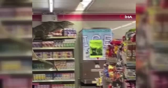 Markete giren dev kertenkele korkuttu
