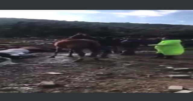 İBB'den açıklama geldi: 224 at bakımsızlıktan ölmüş