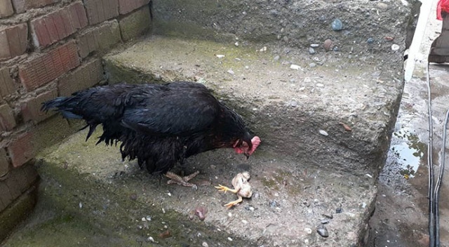 Anne tavuk, ölen yavrusunun başından ayrılmadı