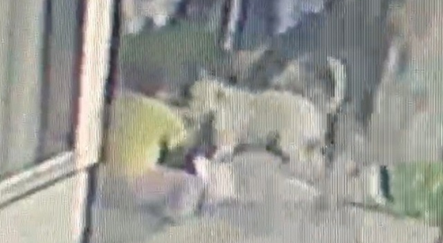 İstanbul'da pitbull dehşeti: 56 dikiş atıldı