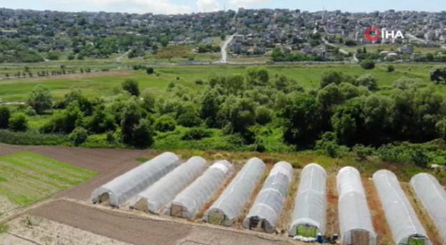 İstanbul'un göbeğindeki bostan görenleri şaşırtıyor
