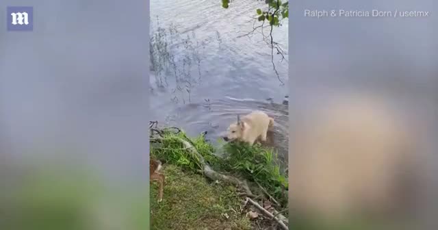 Köpek göle atlayıp geyik yavrusunu boğulmaktan kurtardı