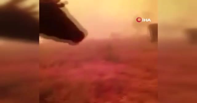 İnekleri alevlerin ortasında kaldı 'Gel gitme ne olursun' diye ağladı