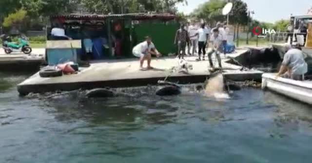 Kasımpaşa'dan denize atlayan kurbanlık dana Balat sahiline kadar yüzdü