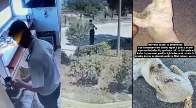 Uyuyan köpeği sıcak suyla haşladı... Hiçbir şey olmamış gibi işine döndü