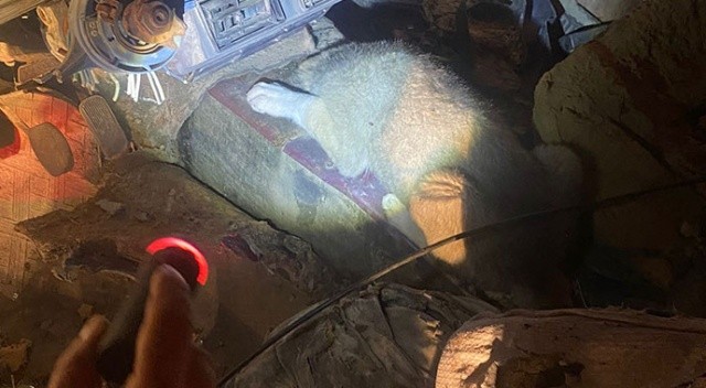 Kafası vites boşluğuna sıkışan yavru köpeğin yardımına itfaiye ekipleri koştu