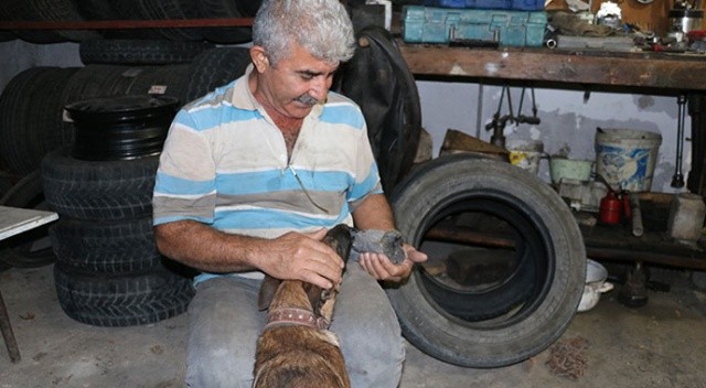 Köpek ile yavru güvercinin şaşırtan dostluğu
