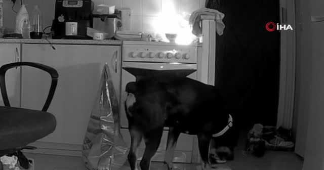 Yemek arayan köpek, mutfağı ateşe verdi