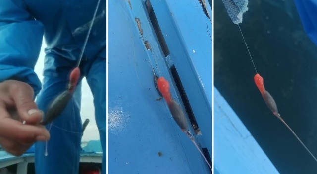 Pendik'te balıkçıları tedirgin eden madde: Oltalara yapışıyor