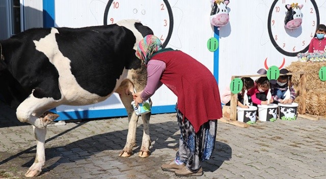 Öğrencilerine ‘İ’ harfini öğretmek için okula inekle geldi