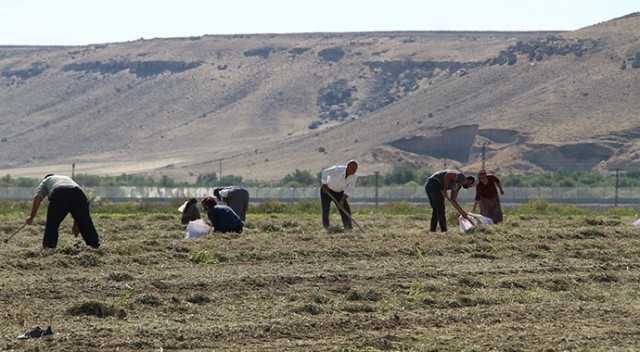 Terörden arındırılan Şırnak’ta çiftçiler üretime yöneldi