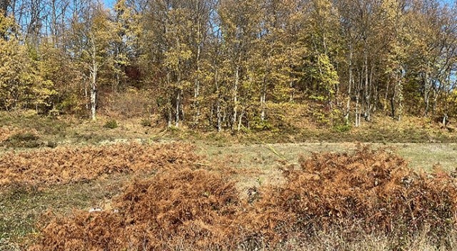 Zonguldak’ta vahşet: Yaşlı adamın kafatası toprağa gömülü halde bulundu