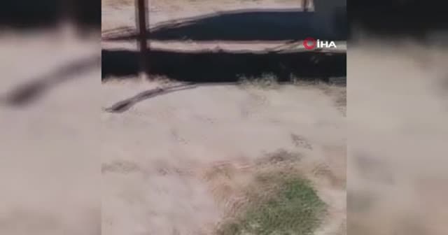 Hayvanat bahçesindeki aslan kendi yavrusunu yedi