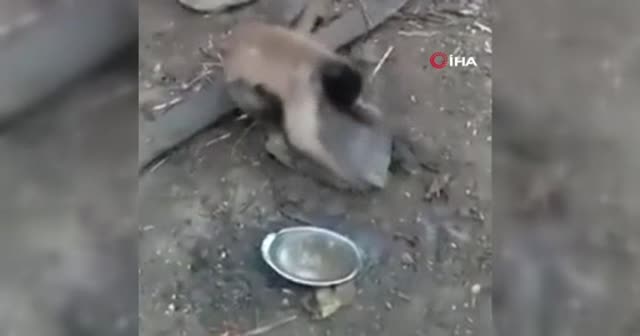 Sosyal medyada viral olan maymun: İnsan gibi bıçağını temizleyip biliyor