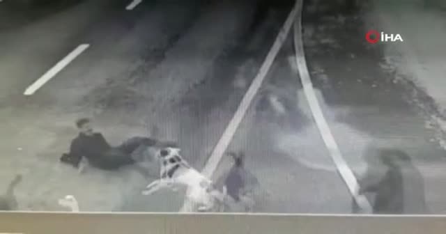 İstanbul'un ortasında dehşet! İş adamına 6 köpek saldırdı