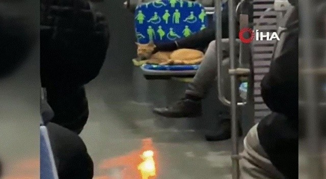 Kardan kaçan kedi otobüse bindi
