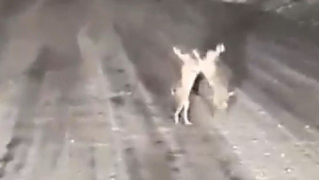 Tavşanlar boksör gibi dövüştü! O anlar kamerada