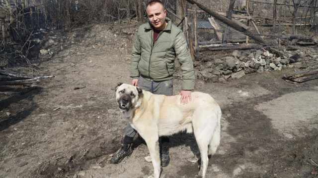 Kahraman kangal, köylülerin hayatını kurtardı