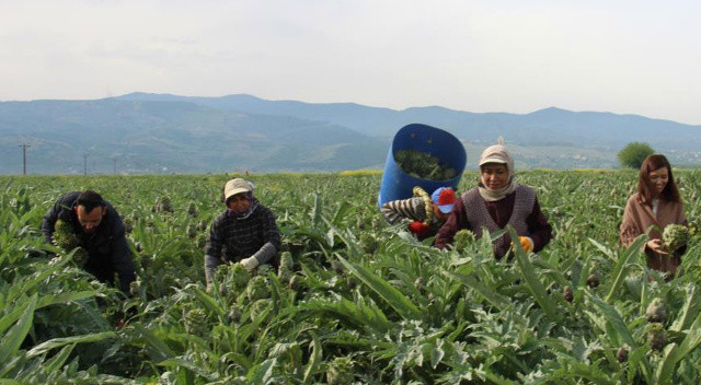 Ankara’dan özel ekip geliyor: Enginar soyarak ayda 30 bin TL kazanıyorlar