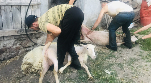 Günde 100 koyun kırparak 2 bin lira kazanıyorlar! Duyan ilçeye koşuyor