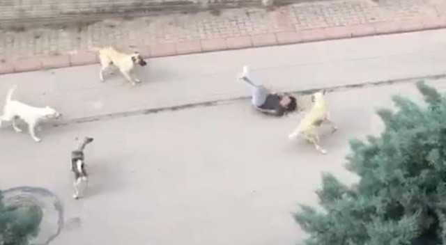 6 sokak köpeğinin küçük çocuğa saldırdığı anlar kamerada