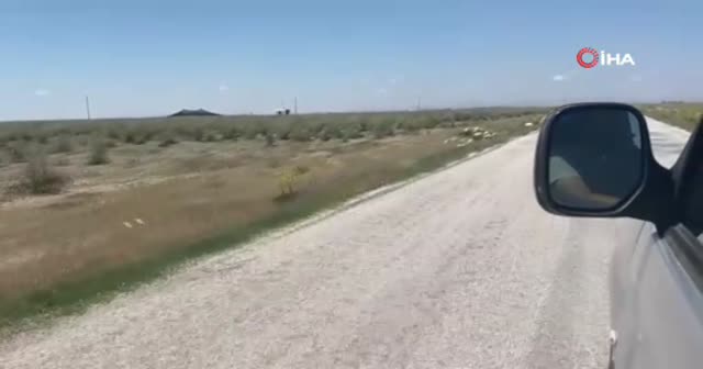 Bozuk yollara ilginç tepki: Yoldaki çatlaklara ağaç diktiler