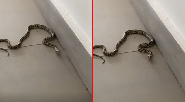 Manisa’da hastaneye giren yılan panik yaşattı