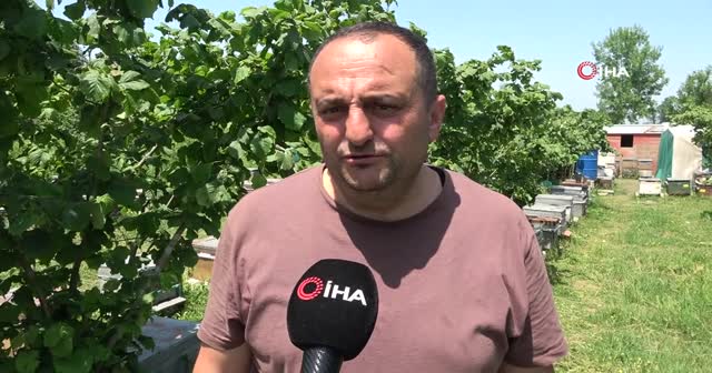 Servet değerinde: Arı sütünün kilosu kilosu 15 bin liradan alıcı buluyor