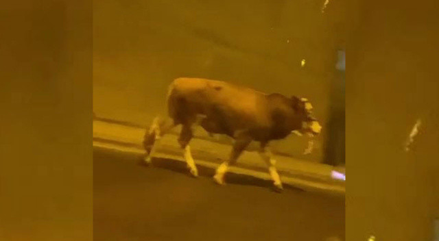 Tünelde ilginç görüntüler! Sahibinden kaçan boğa trafiği birbirine kattı