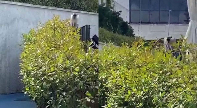 Ağaçlarda gezerken görüldü: Bağcılar'da maymun şaşkınlığı