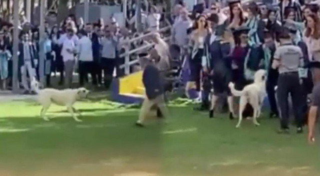 Başıboş sokak köpeği mezuniyet töreninde dehşet saçtı! O anlar anbean kamerada