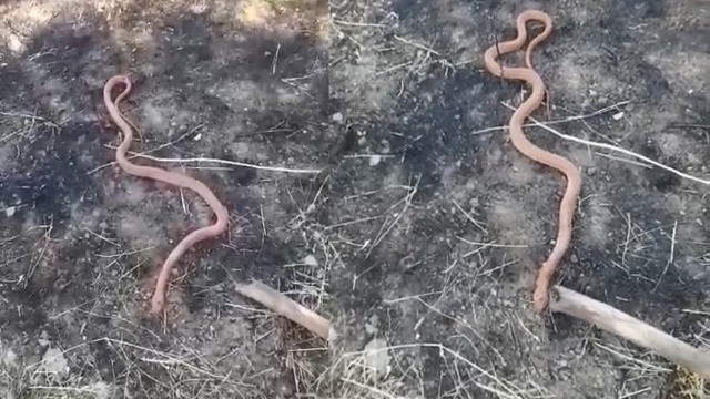 Elazığlılar harekete geçti! “Piton mu kobra mı?”