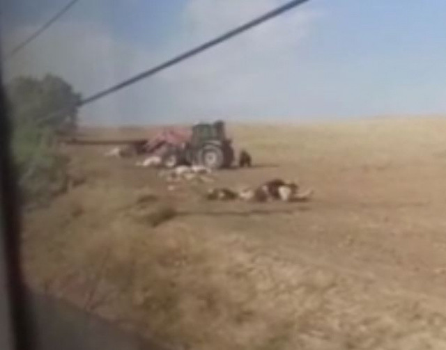Başkent’te tren kazası: 20 inek ve 2 at telef oldu