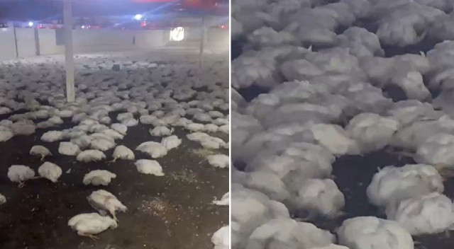 Hava temizleyici fan, 20 bin tavuğu telef etti