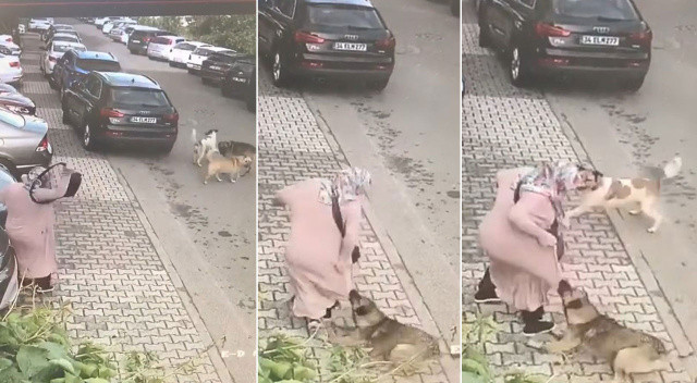 Maltepe'de dehşet anları: Siteyi basan sokak köpekleri, yaşlı kadına saldırdı!