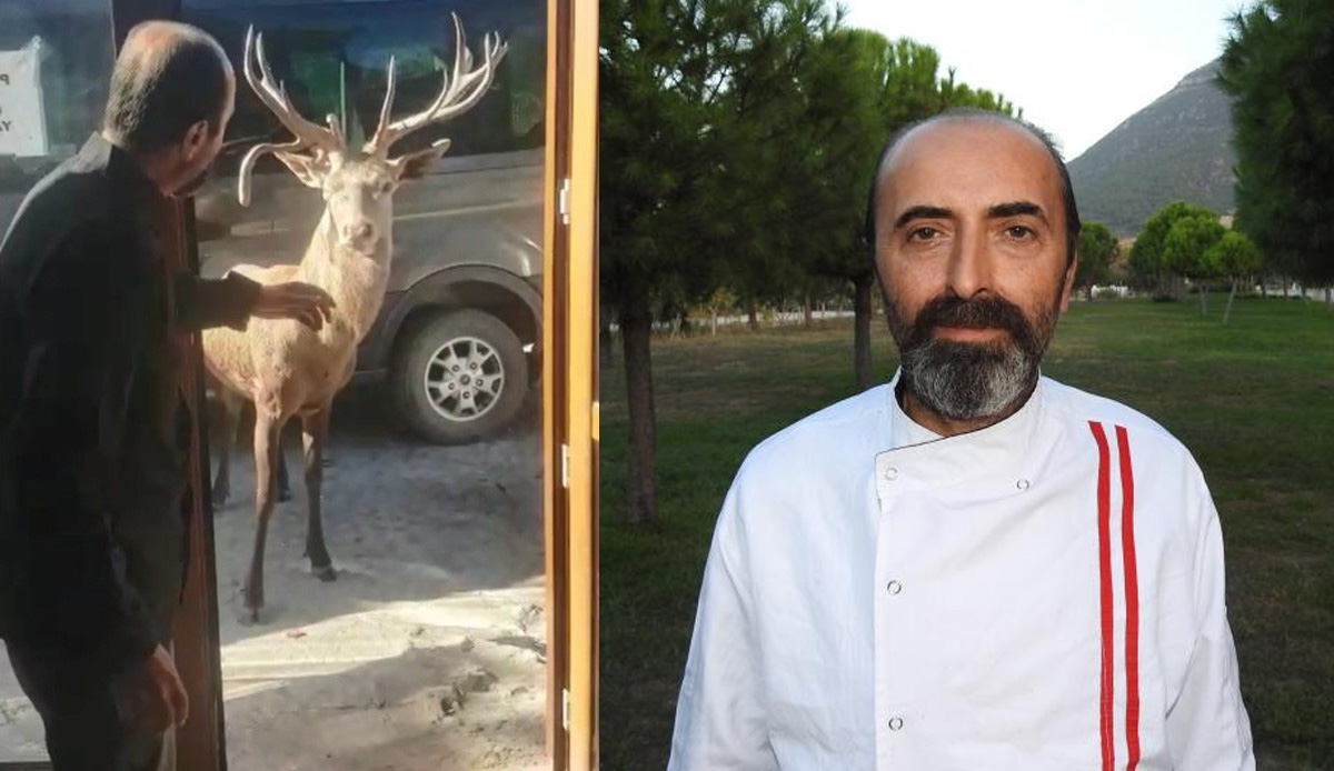 Ortadan kaybolan geyiğe 'Geri dön' çağrısı