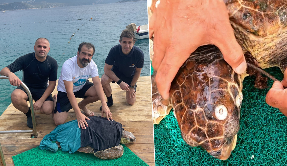 Şamandıra halatına takılan caretta İstanbul Akvaryum dalgıçları tarafından kurtarıldı