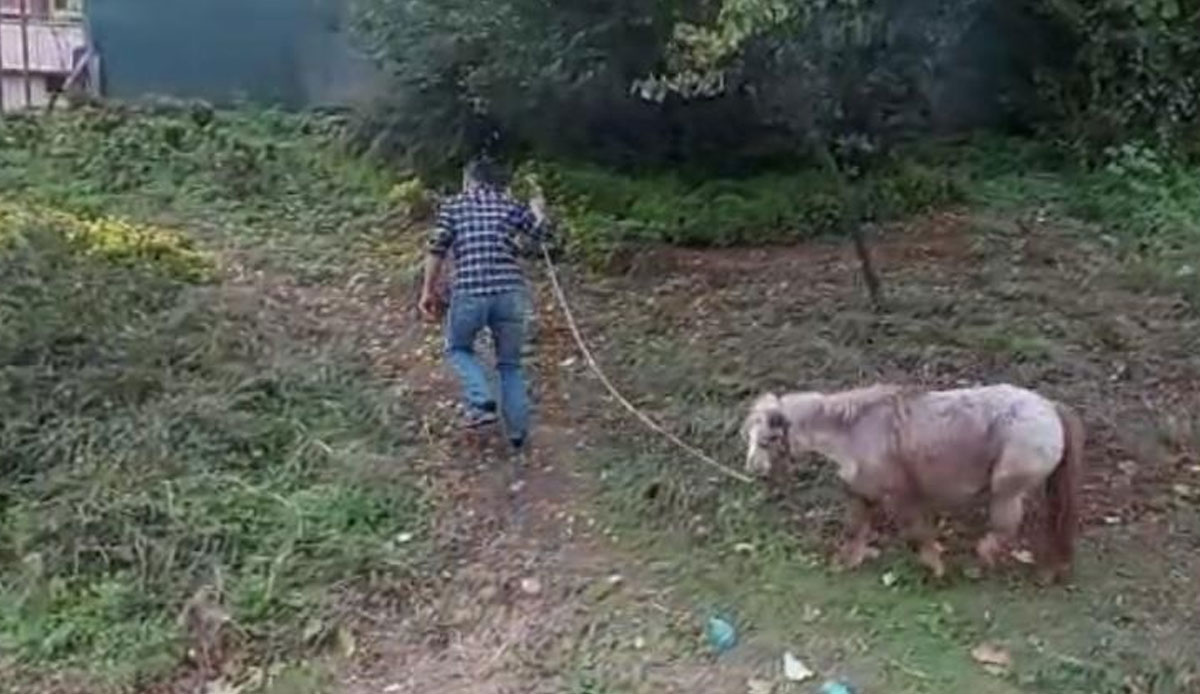 Yoldan geçen dönüp bir daha baktı! İstanbul'un en işlek noktasında ilginç görüntüler: Ağaca bağlanan midilliyi gören şaştı kaldı