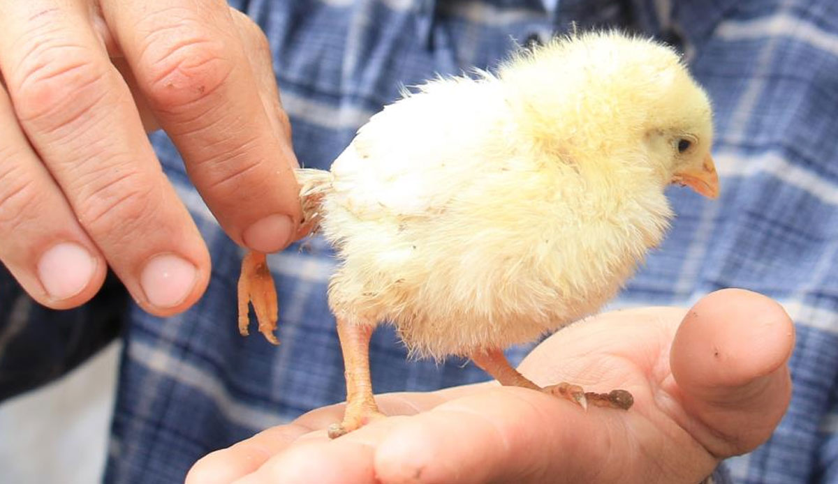 Bu civciv diğerlerine benzemiyor! Gören tekrar dönüp bakıyor ve satın almak istiyor: 10 kat fiyat teklifi verildi