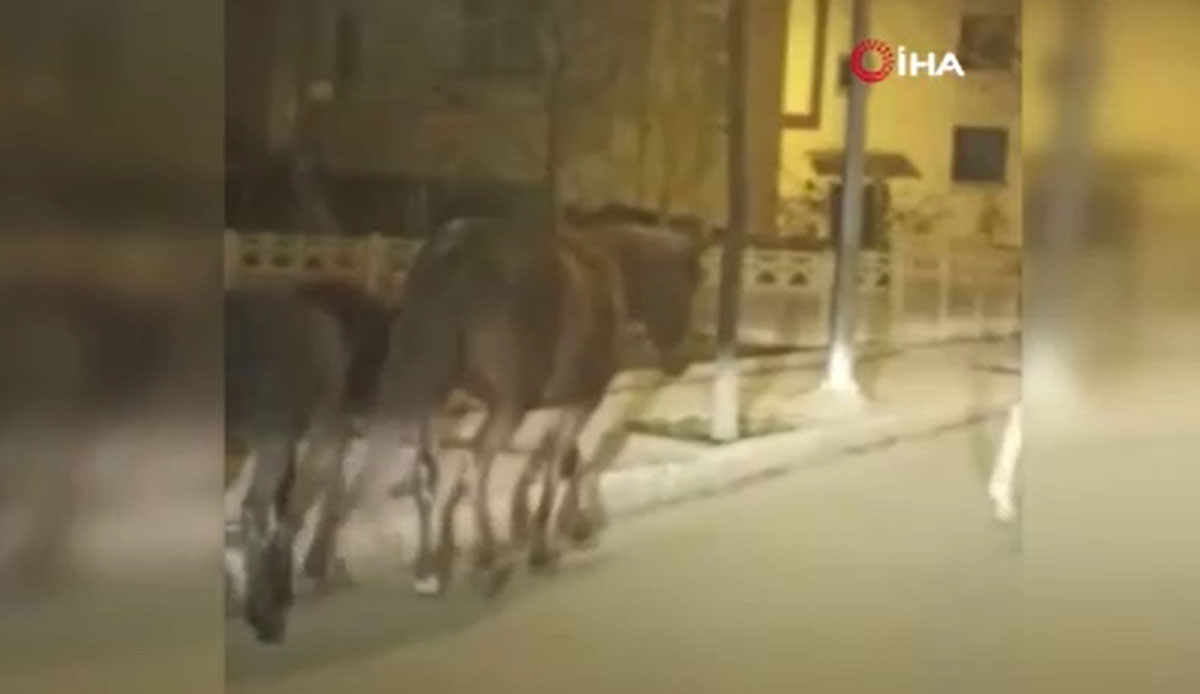 Gören şaşkına uğradı! Atlar cadde ve sokaklara akın etti