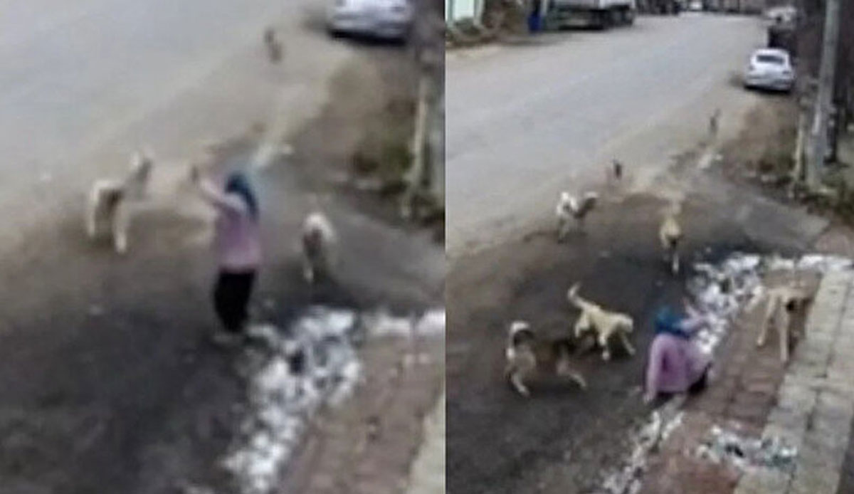 Sokak köpekleri dehşet saçtı: Ekmek almaya giderken hastanelik oldu