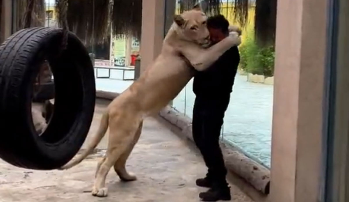 Yavruyken kendisine bakan veterineri unutmadı: Aslanın vefası hayrete düşürdü!