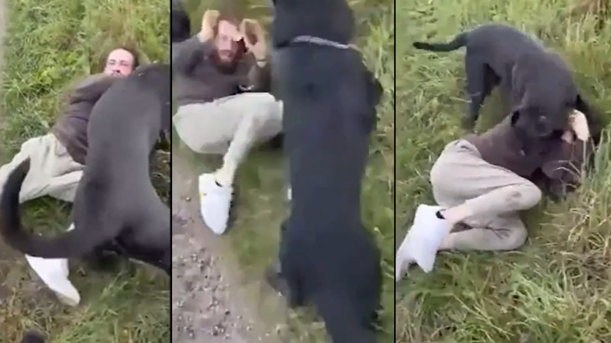 12 yaşındaki kızıyla buluşmaya gelen kişiyi köpeklerine parçalattı