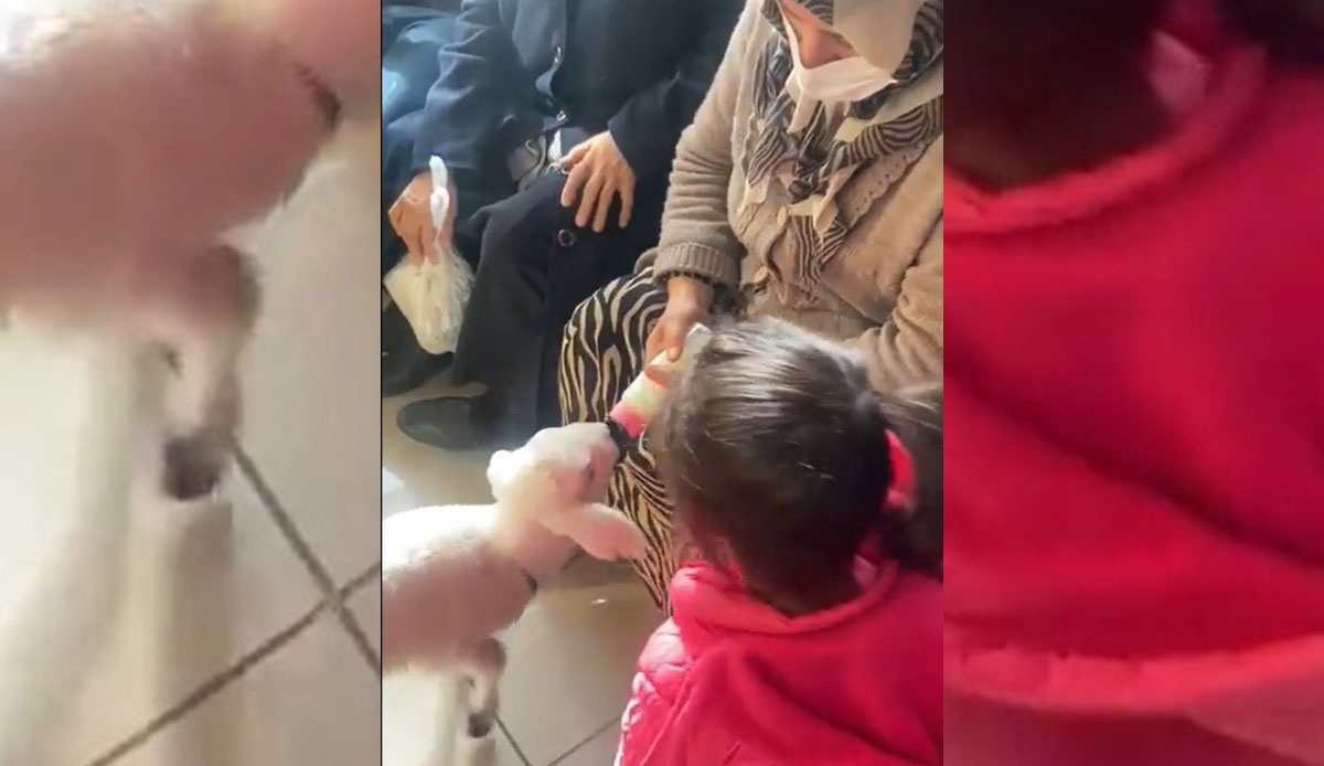 Bakan Koca sevimli görüntüleri paylaştı: Hasta muayeneye kuzusuyla geldi, biberonla besledi