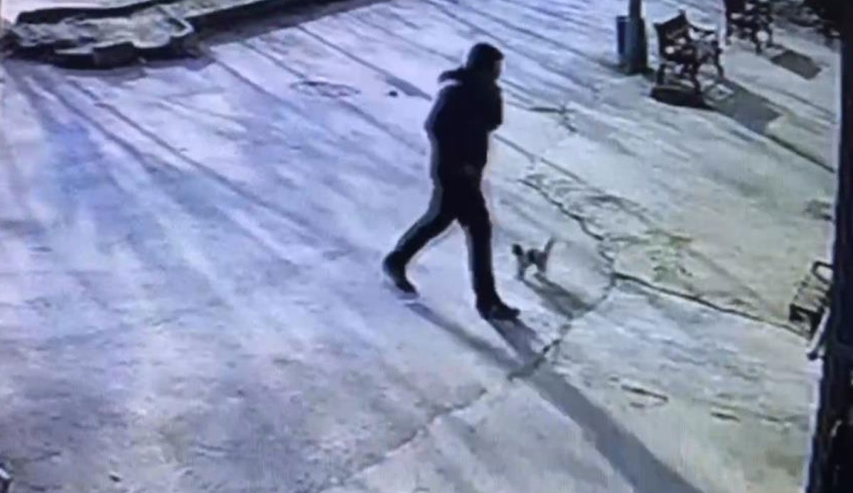 Yaralanan yavru kedi acilin yolunu tuttu