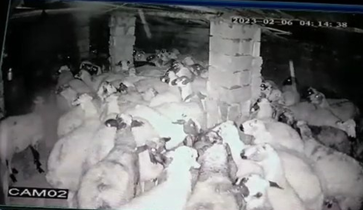 Koyunlar depreme böyle yakalandı! Korku dolu anlar kamerada
