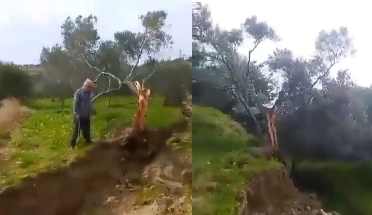 Depremin şiddetini bir kez daha gözler önüne serdi… Kırılan fay hattı ağacı ikiye yardı, metrelerce sürükledi