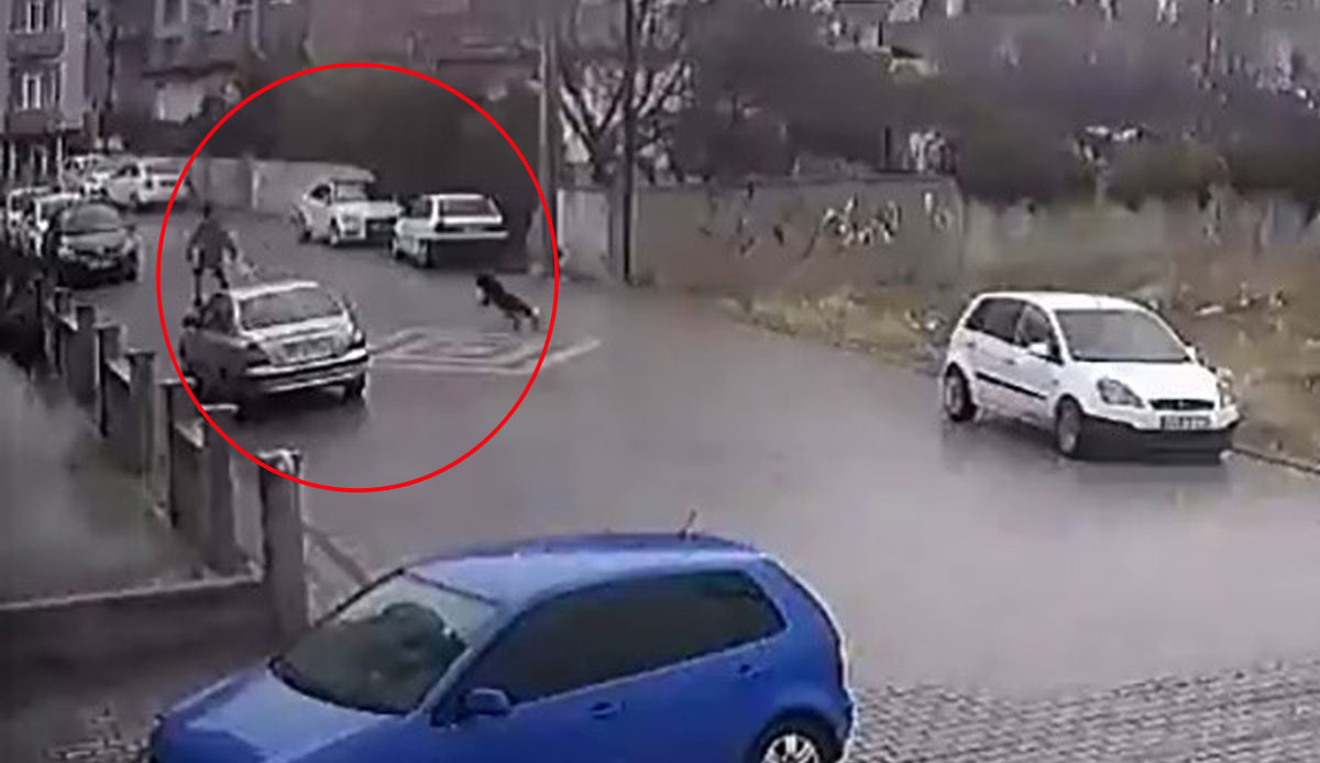 Sokak köpeklerini karşısında görünce otomobilin üzerine fırladı