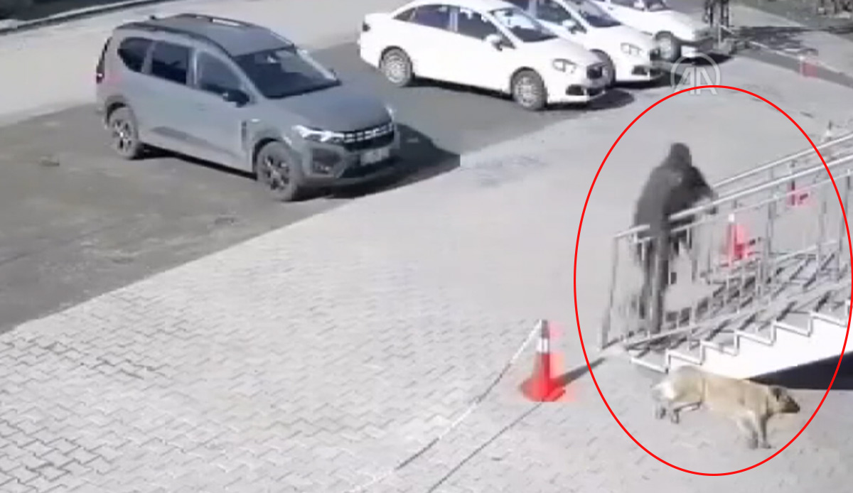 Vicdansızlığın bu kadarı! Uyuyan köpeğe taş attı: Hayvana şiddet anbean kamerada